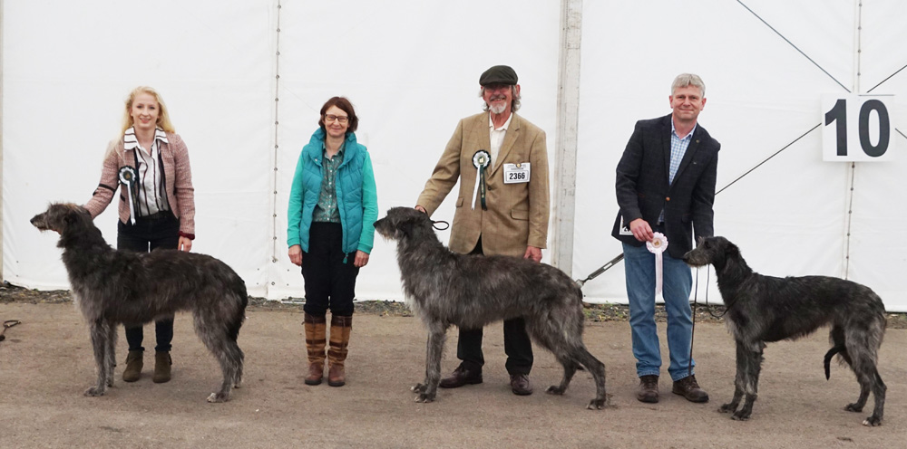 Deerhounds at Three Counties 2019